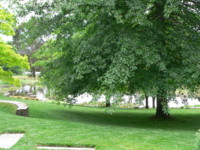 Picture of the backyard