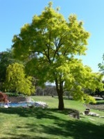 Picture of the backyard