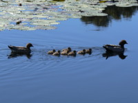 Ducks