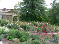 Picture from Rose Garden