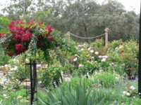 Picture from Rose Garden