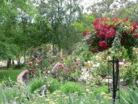 Picture from Rose Garden