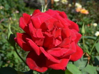 Picture from Rose Garden