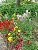 the Rose Garden