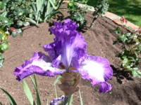 Iris