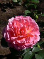 The Rose Garden