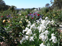 The Rose Garden