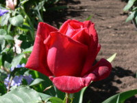 Rose Garden